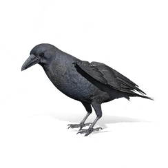 Winter Crow, the game's picture
