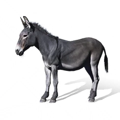 Donkey, the game's picture