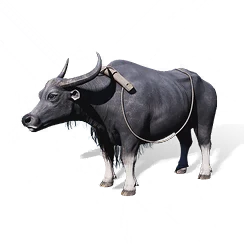 Water Buffalo, the game's picture
