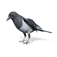 Magpie, the game's picture