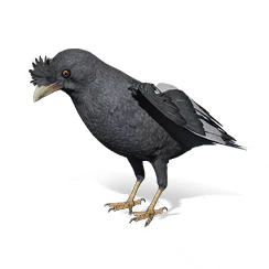 Myna, the game's picture