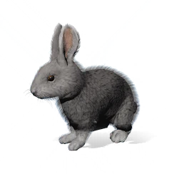 Silver-Whisker Rabbit, the game's picture