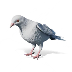 Dove, the game's picture