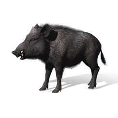 Wild Boar, the game's picture