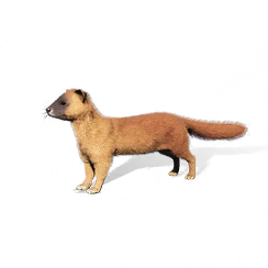 Weasel, the game's picture