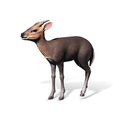 Barking Deer, the game's picture