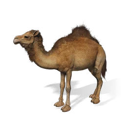 Camel, the game's picture