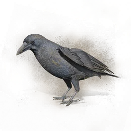 Sand Crow, the game's picture