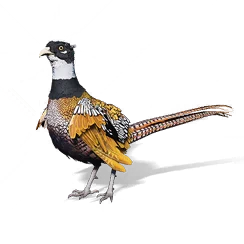 Long-Tailed Pheasant, the game's picture