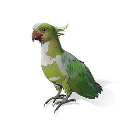 Parrot, the game's picture