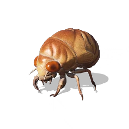 Cicada Nymph, the game's picture