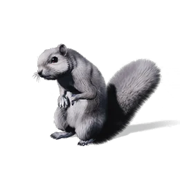 Squirrel, the game's picture
