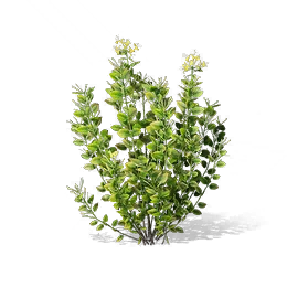 Honeysuckle, the game's picture