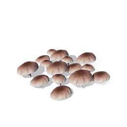 Forest Mushroom, the game's picture
