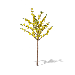Forsythia, the game's picture
