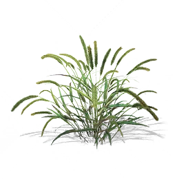 Foxtail Grass, the game's picture