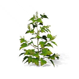 Cocklebur, the game's picture