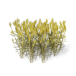 Wheat, the game's picture